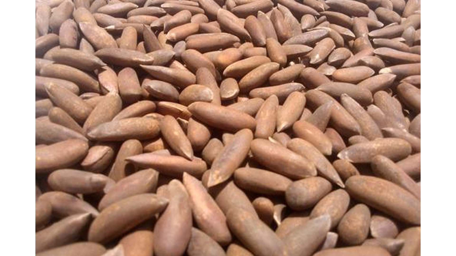 Beijing remains top destination for Pakistani pine nuts in China