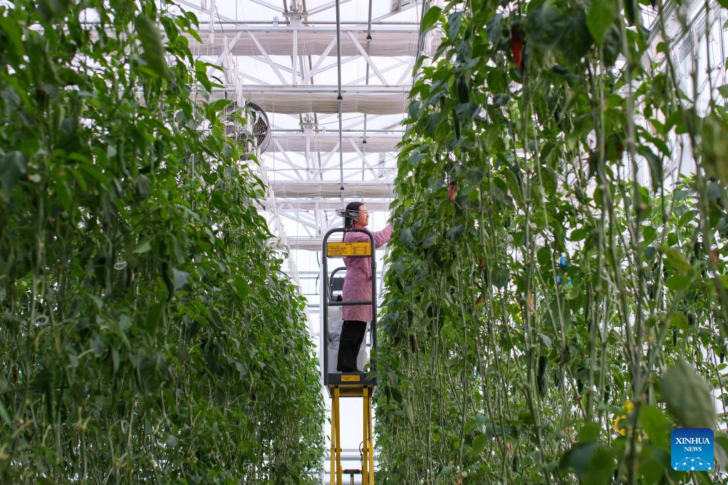 China’s greenhouse technology goes global, benefiting farmers worldwide