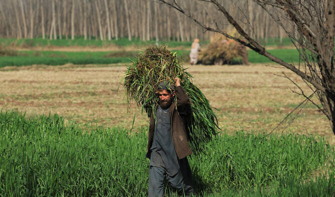 Pakistan’s fodder export sector eyes China markets for $1 billion expansion