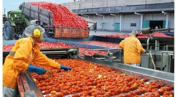 Chinese, Pakistani researchers collaborate to reduce heavy metal pollution in Pakistan’s tomatoes